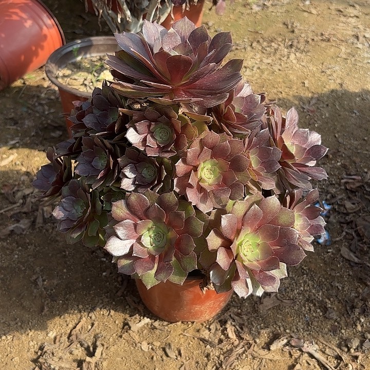 多肉植物桃花石32