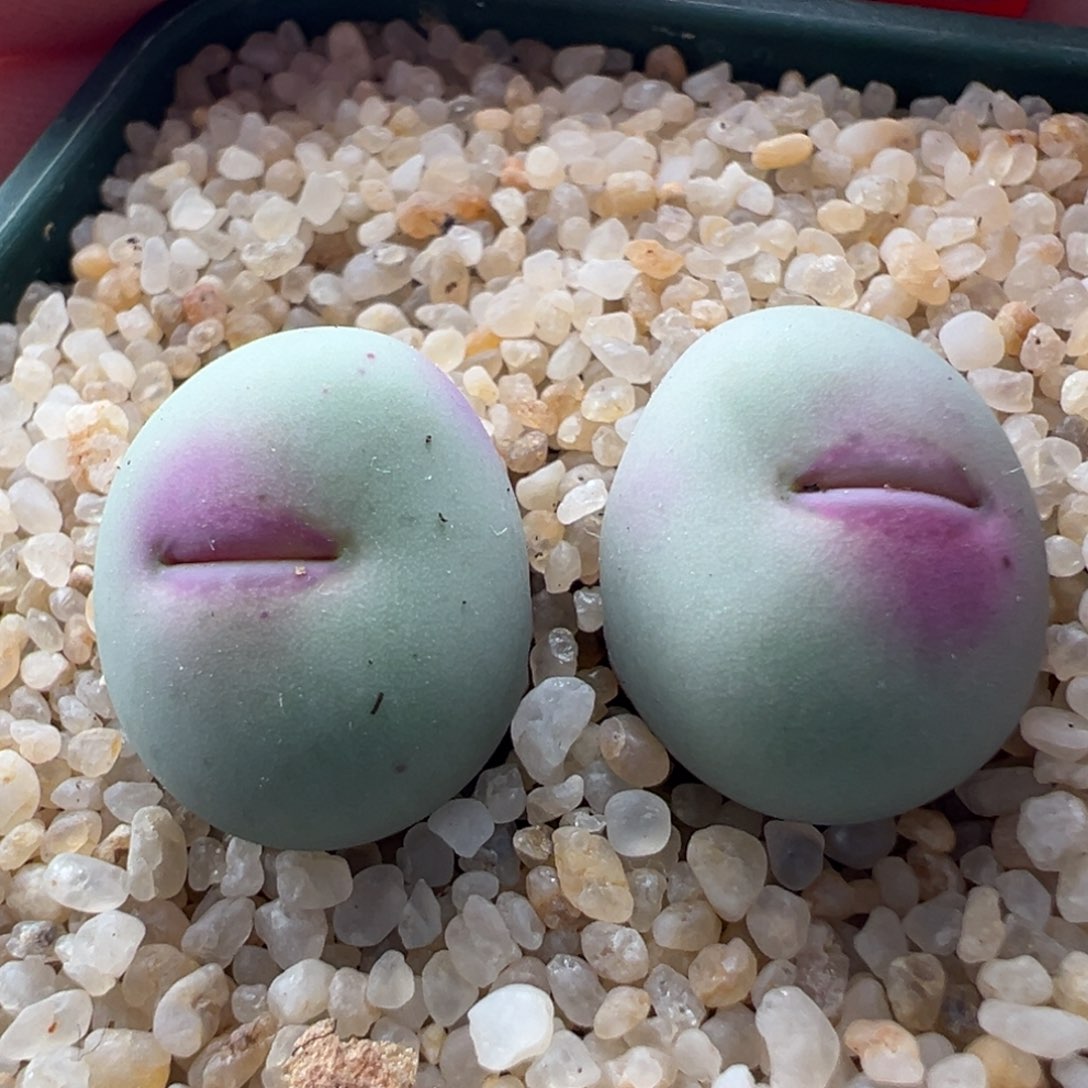 354。优选pv1014大型红嘴