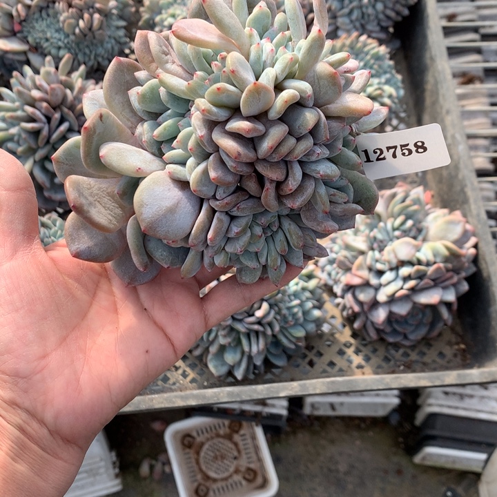 冰***雨12758缀朵朵嗯嗯嗯嗯嗯好