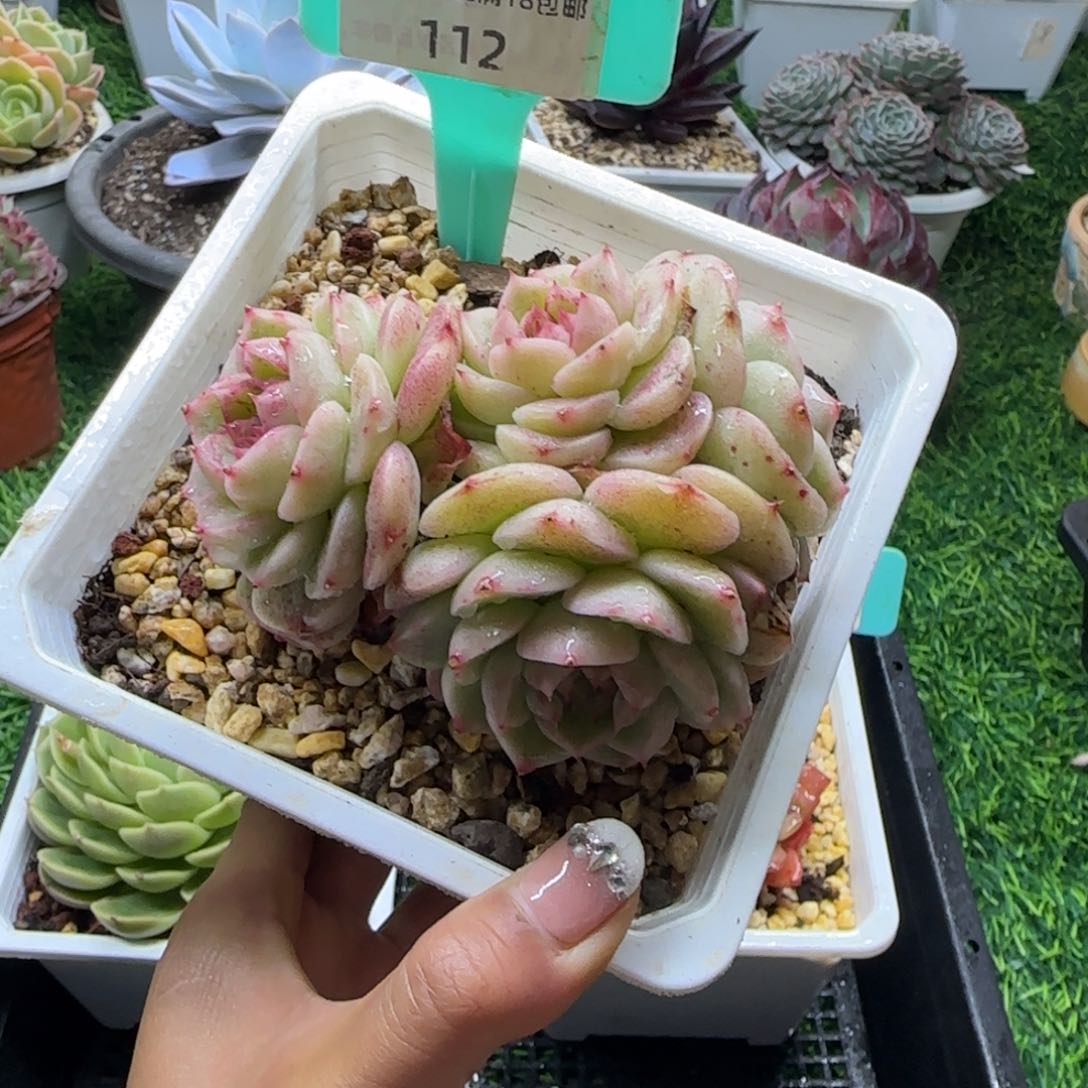 唐二姐多肉编号112