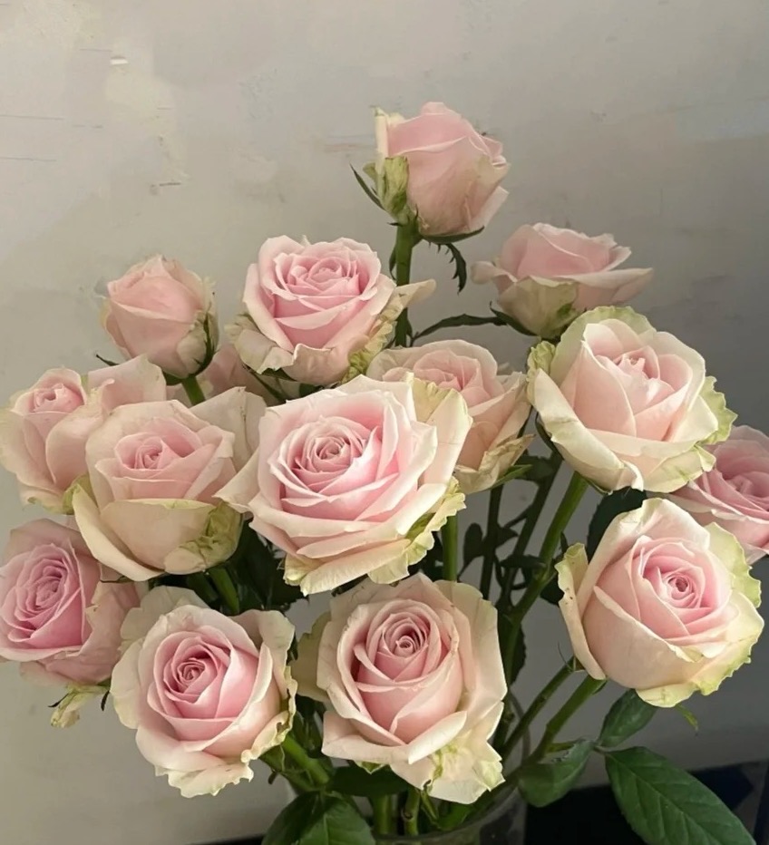 【买一送一】C级粉红雪山玫瑰10支  云南基地鲜花直发   家养水养