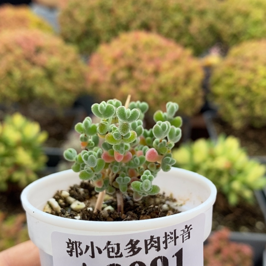 实生莱斯3091枝干番杏