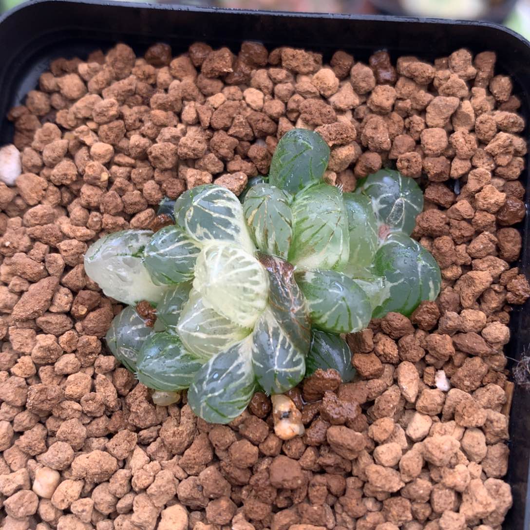 龙爪玉露锦，带盆发货