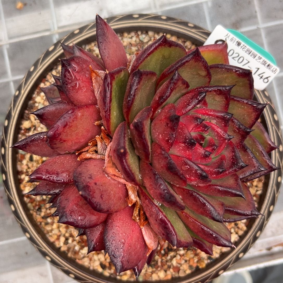 多肉一物一拍0207-146