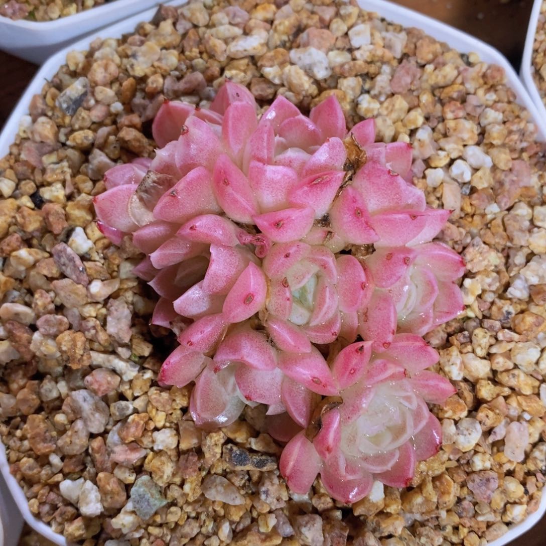 一物一拍多肉植物满38包邮多肉