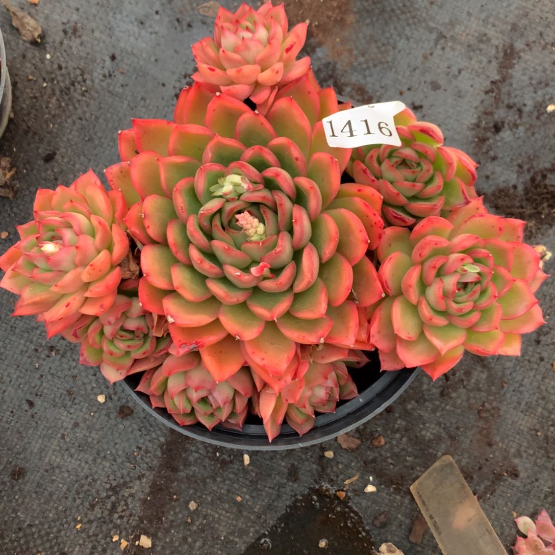 1416杂交多肉老桩