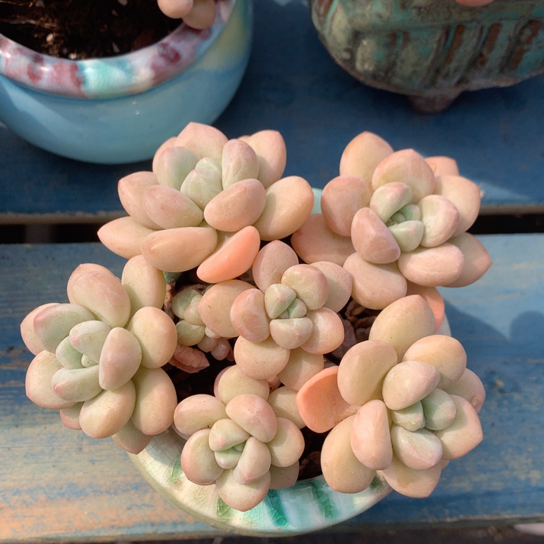 泡泡糖老桩无砍开播福利