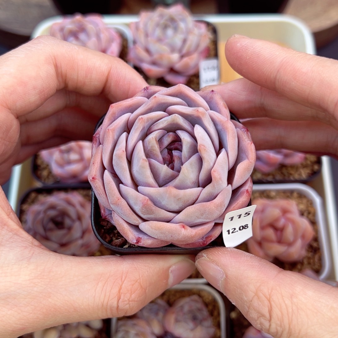 好好看115、哈哈哈哈