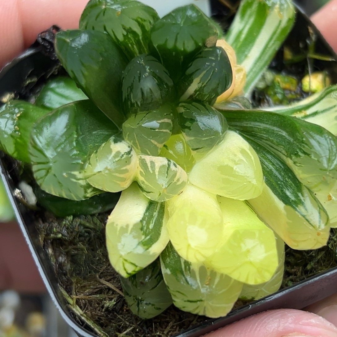 145残雪玉露锦一物一拍