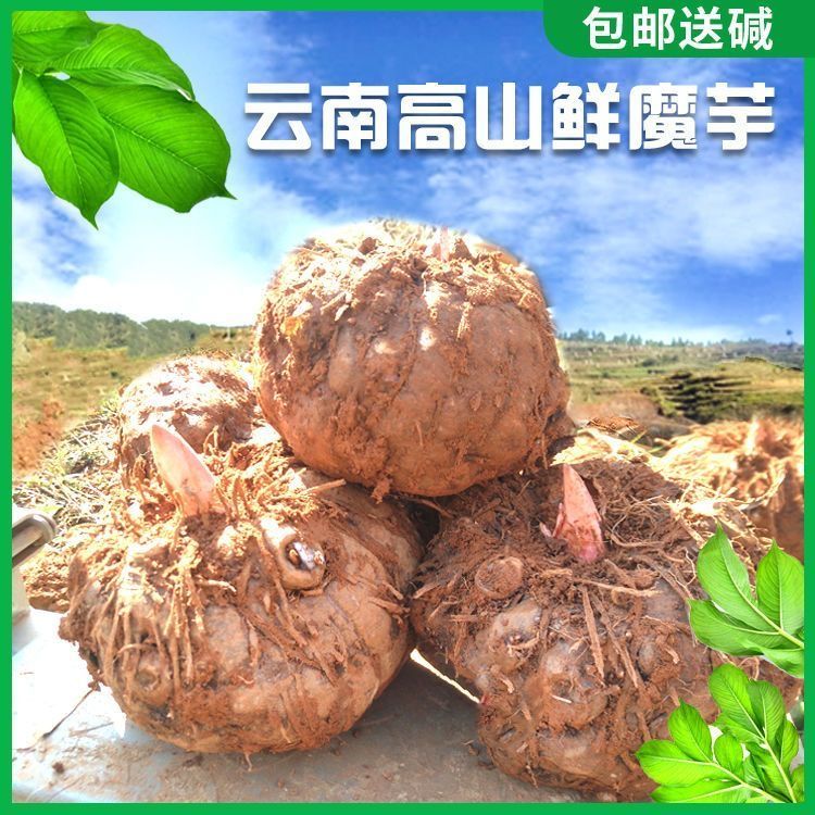 云南新鲜魔芋魔芋豆腐原材料农家自种