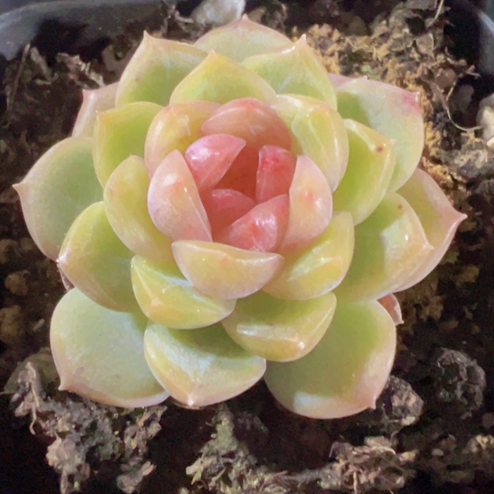 葡萄珍妮精品多肉植物