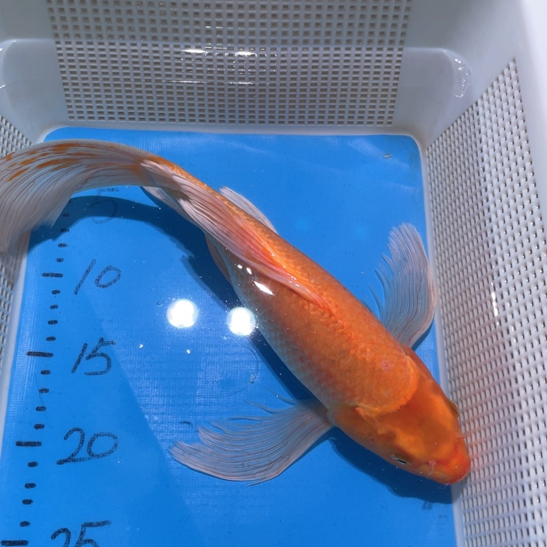 锦鲤锦鲤包邮包售后