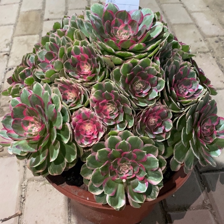 王***姐新品多肉2830000000000000000