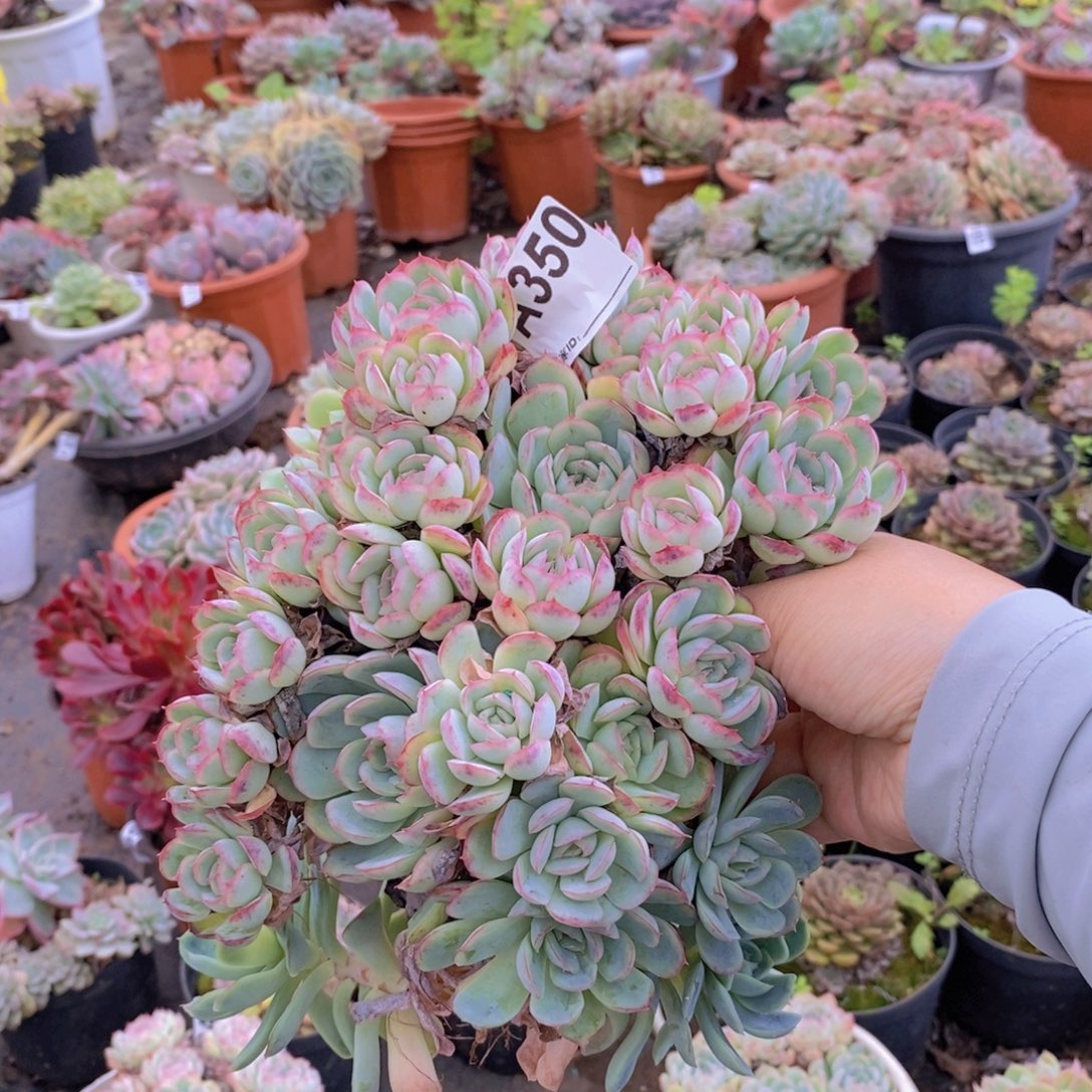 350草莓冰一物一拍