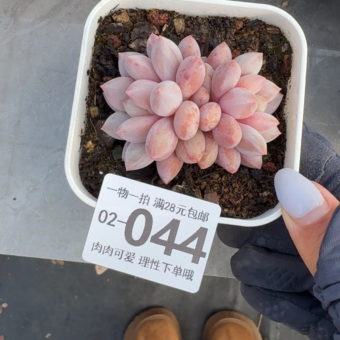 半夏无盆土发货无盆