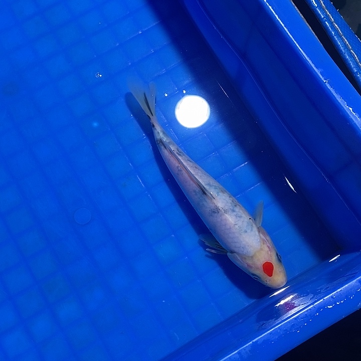 锦鲤锦鲤活鱼开箱包活