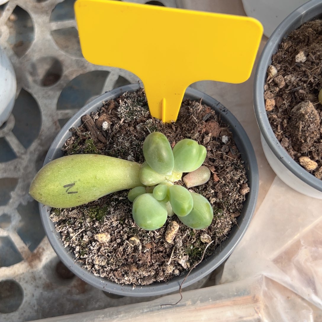 牛油果多肉植物寄养