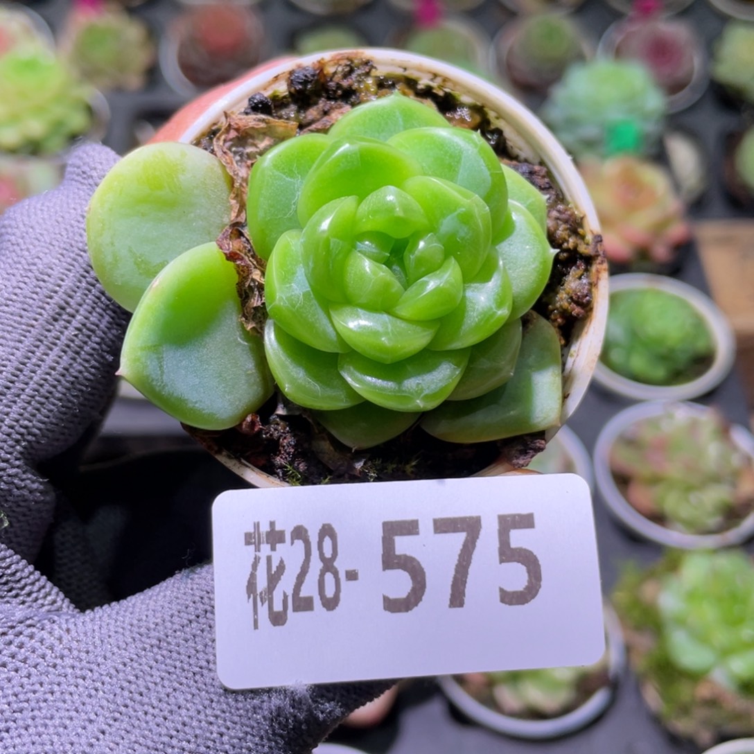 花利美28-575珍妮