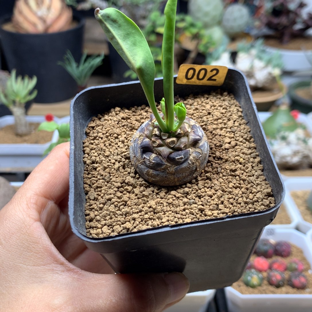 铁甲丸带盆多肉3cm