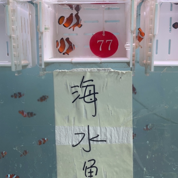 海水鱼精品黑边2条4+