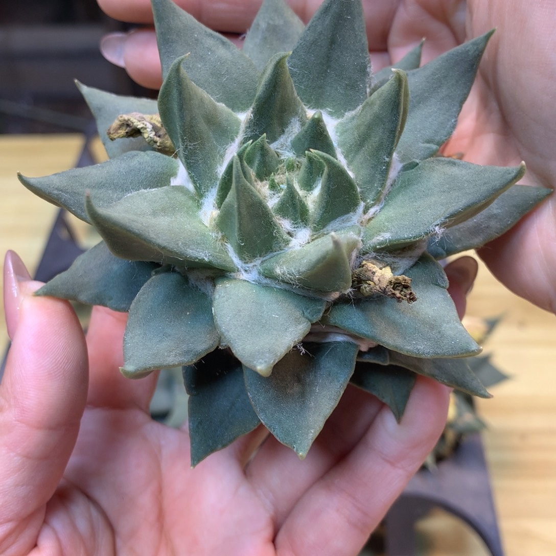        苗接 龙牙岩牡丹叶展9公分起发 无根