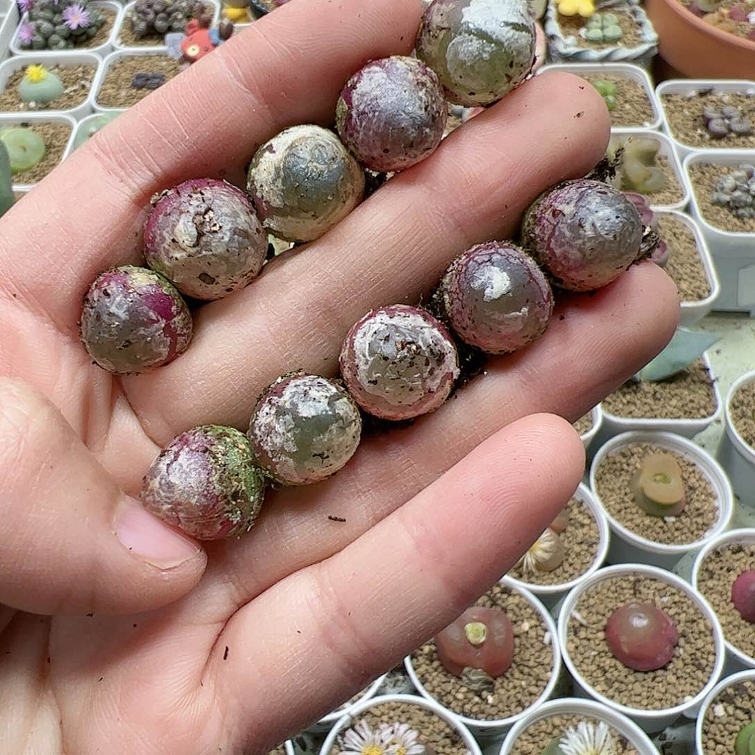 【闪购商品】135 灯泡*10