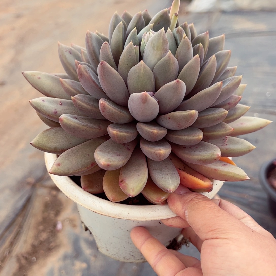 黄金象牙大单头老桩