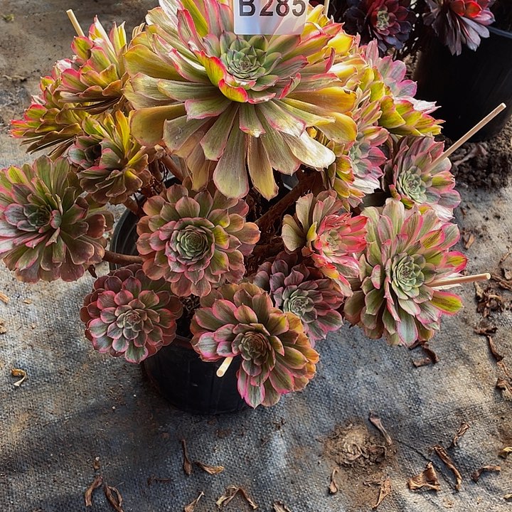 多肉法师285号玲珑不包损