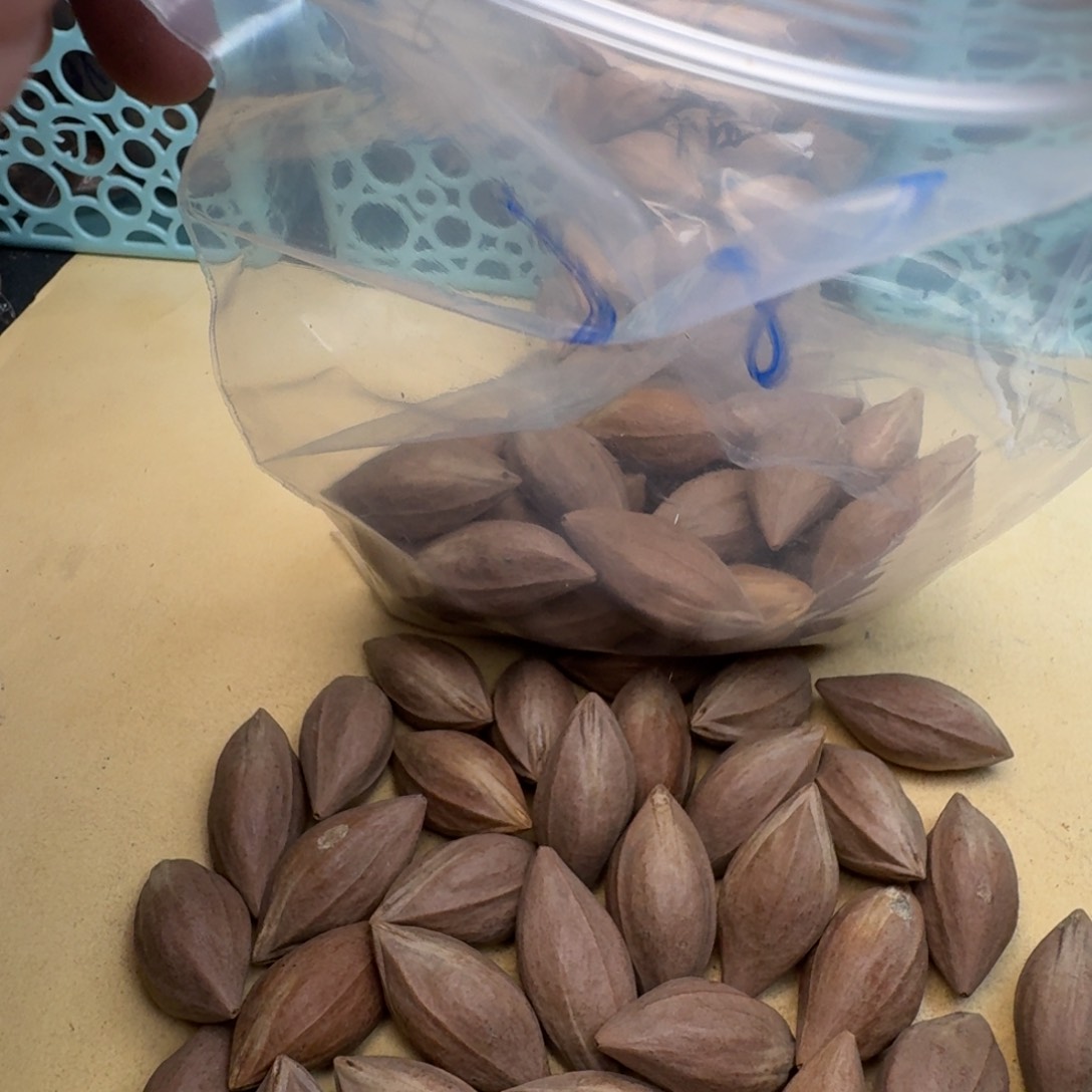 一***尘橄榄核手串/手链1