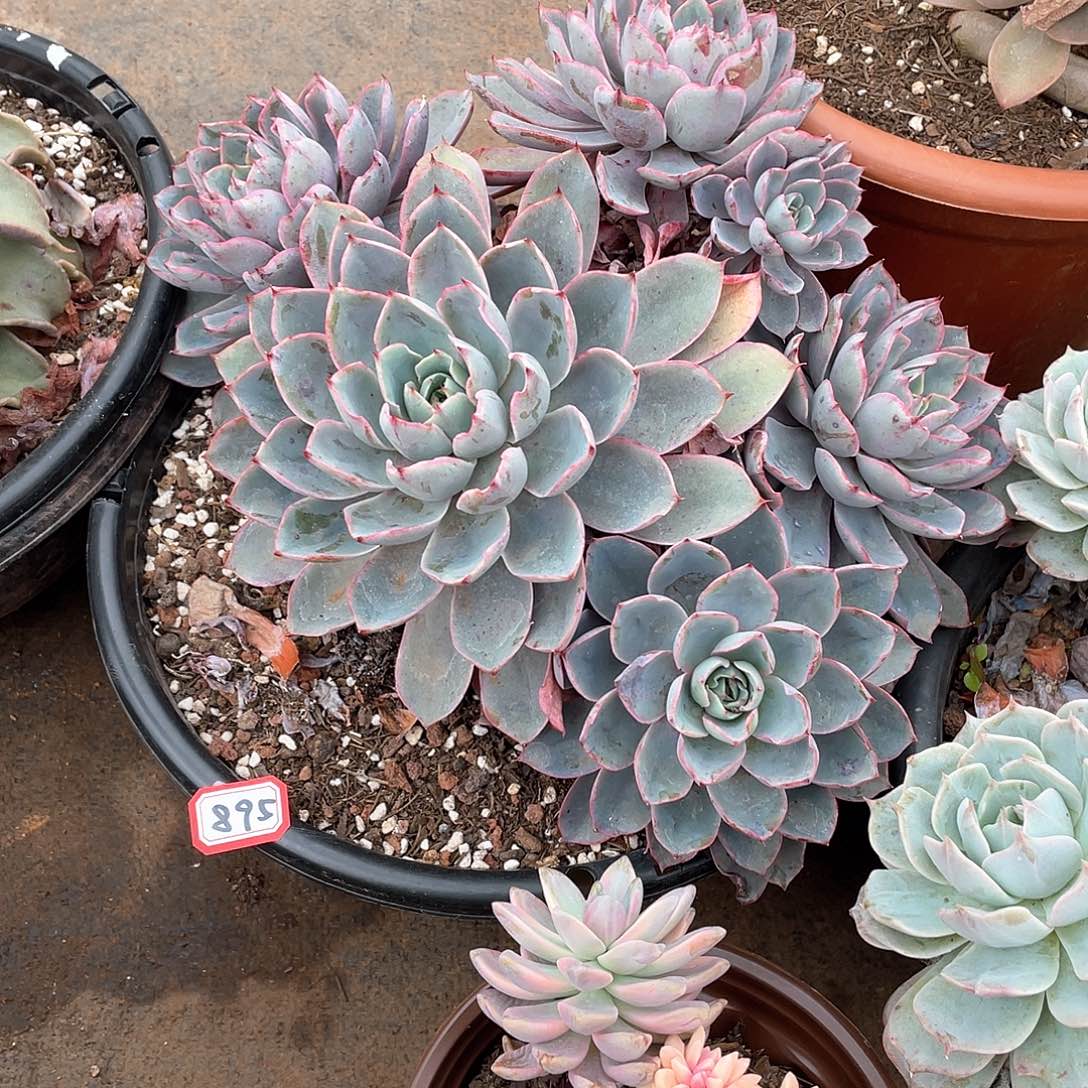 895赫拉 一物一拍多肉