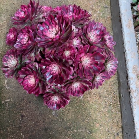 多肉植物铜壶白锦