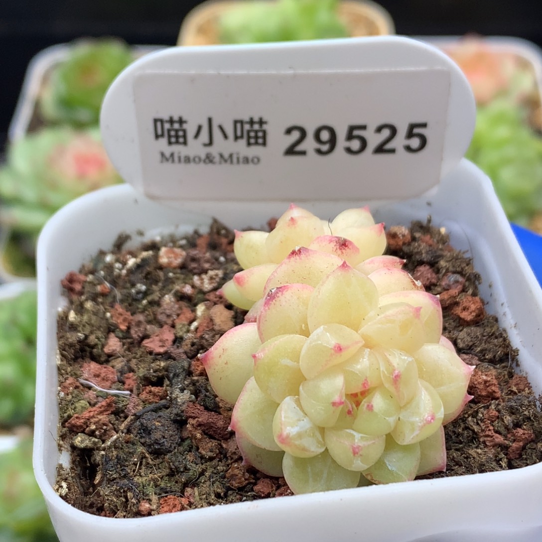 多肉植物杂交珍妮