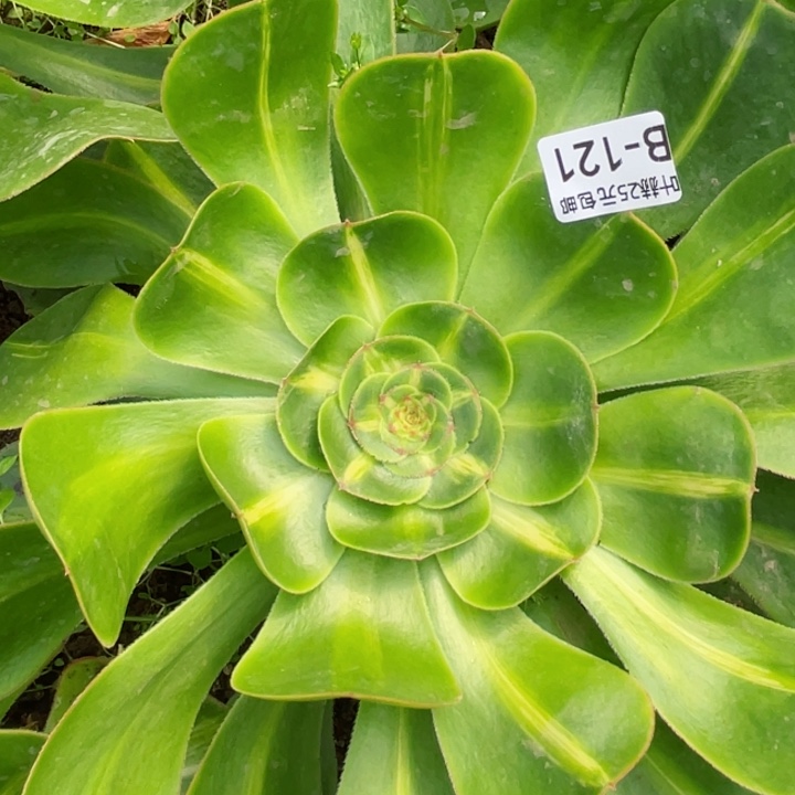 131暴君多肉12345678