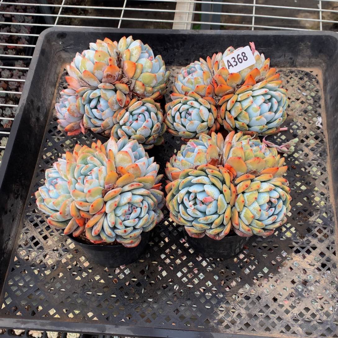 368三个嗯嗯嗯哦好爱