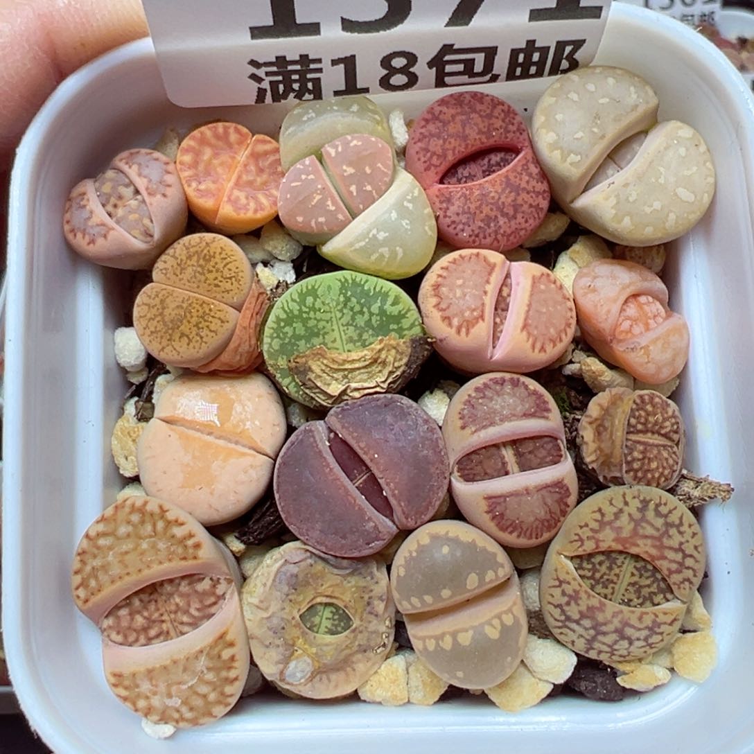 【闪购商品】1371……