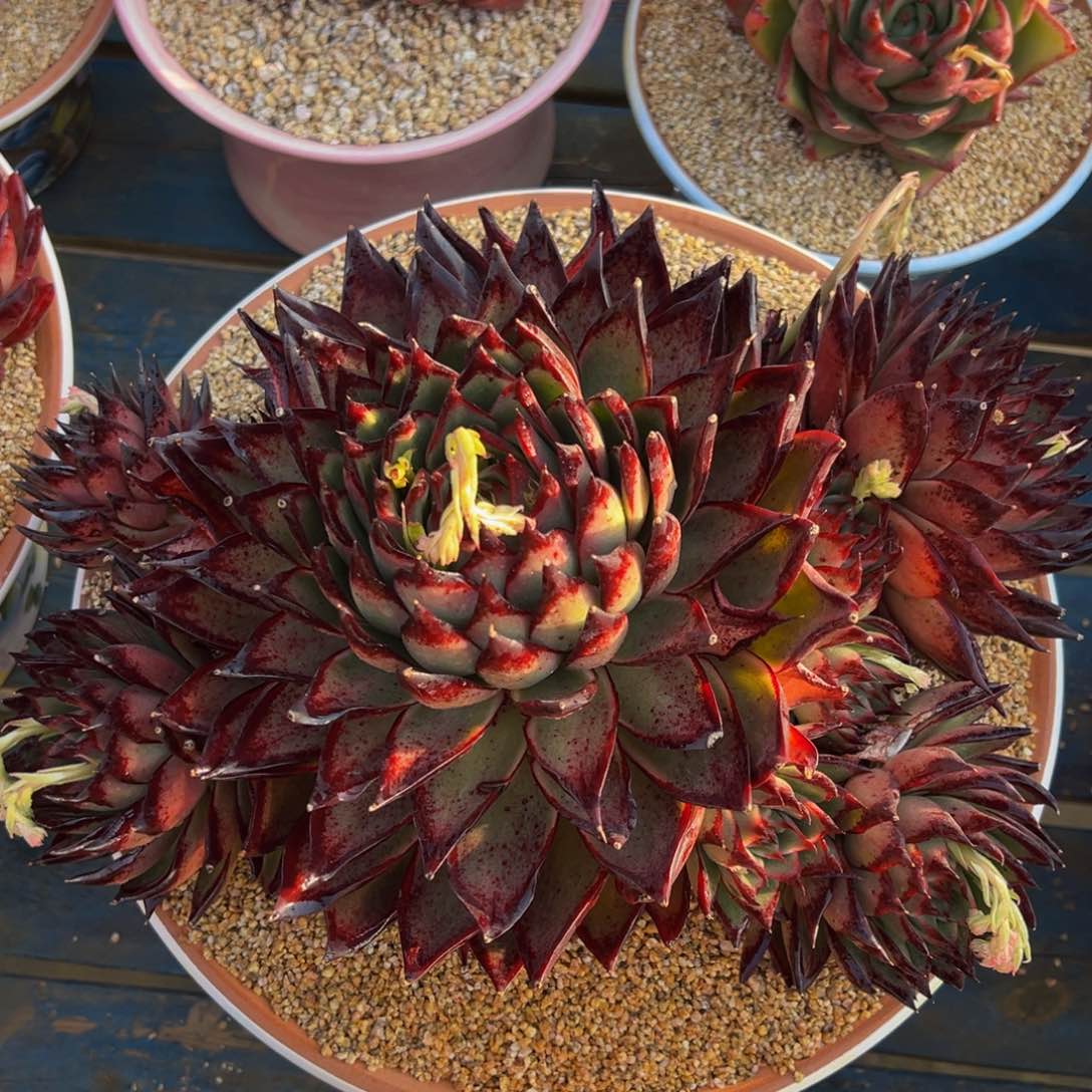 从前慢多肉精选编号0305.原始伊莲娜