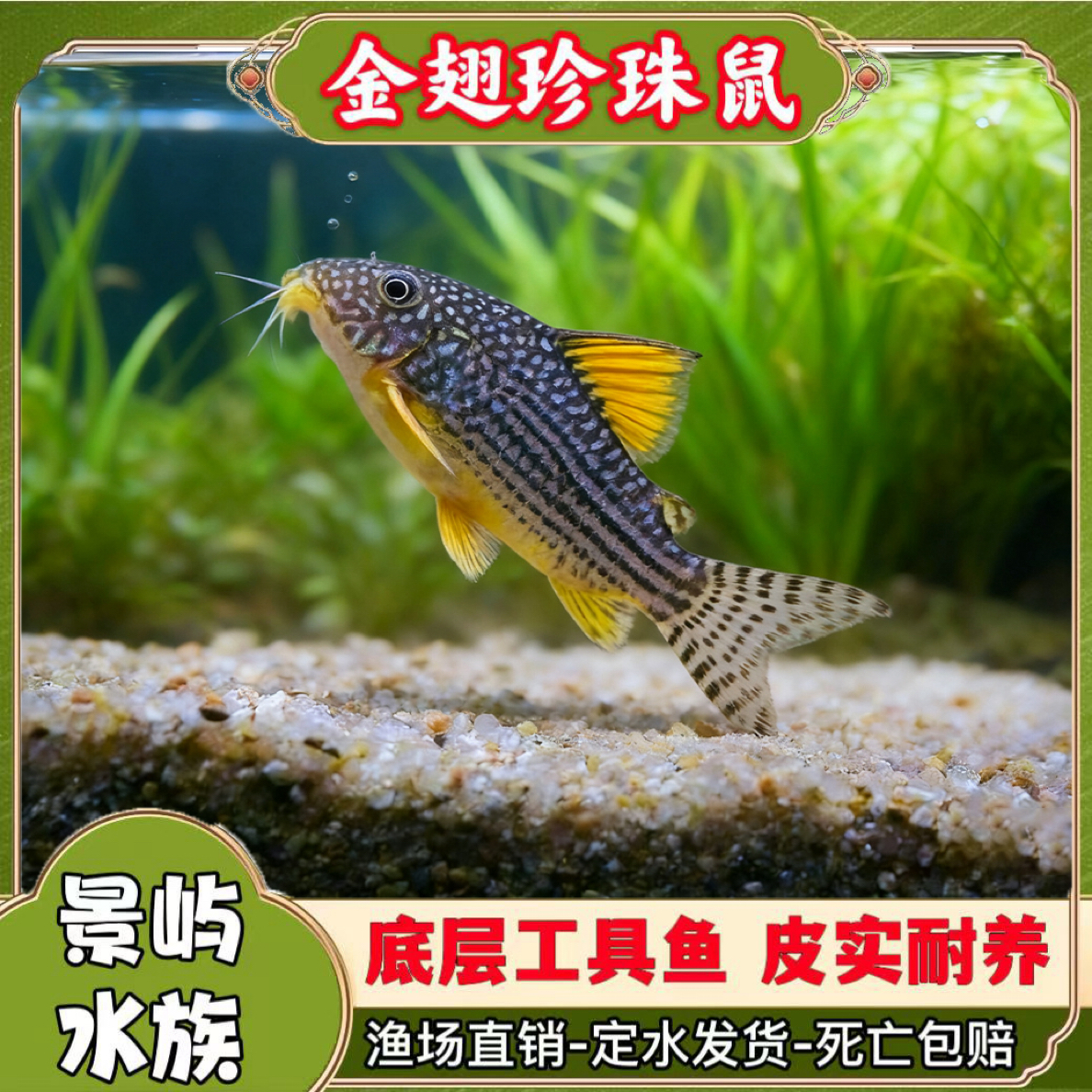 金翅珍珠鼠鱼金翅珍珠鼠茉莉豹鼠清道夫观赏鱼清洁观赏鼠底层