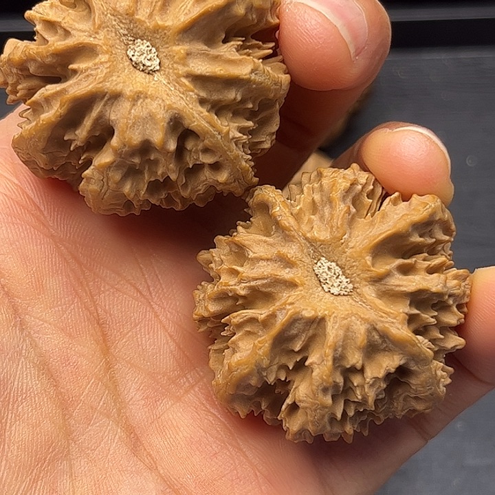 水***缘核桃秦岭突突突突突突突