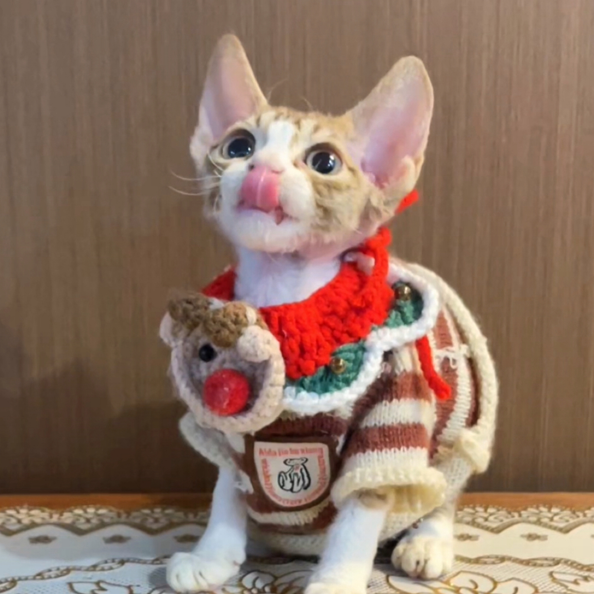 虎斑正八开妹妹德文卷毛猫