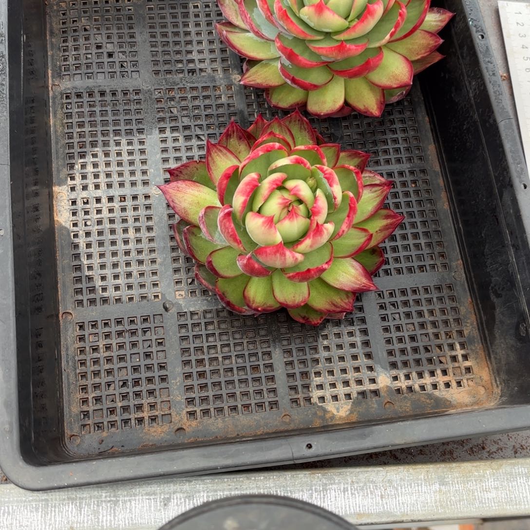 夜***央夜航姐的两个花好看