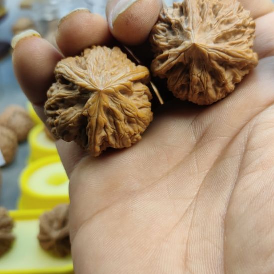 用***9大叶紫檀（黑酸枝木类）玉龙粗筋三棱核桃，