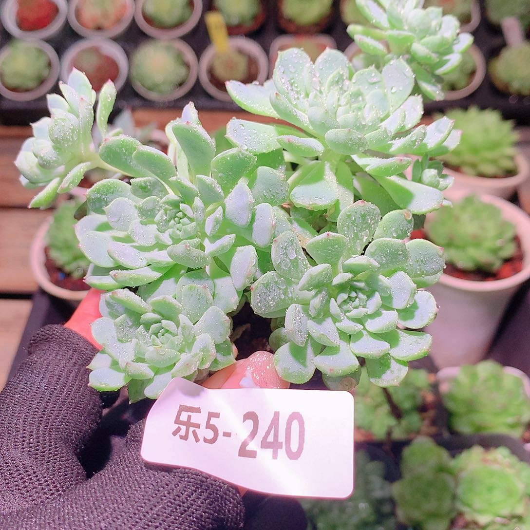 乐然5-240 新品群 