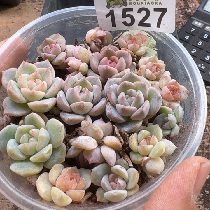 多肉植物多肉植物