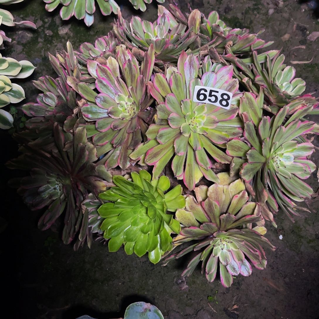 红陶法师法师15–24包邮法师