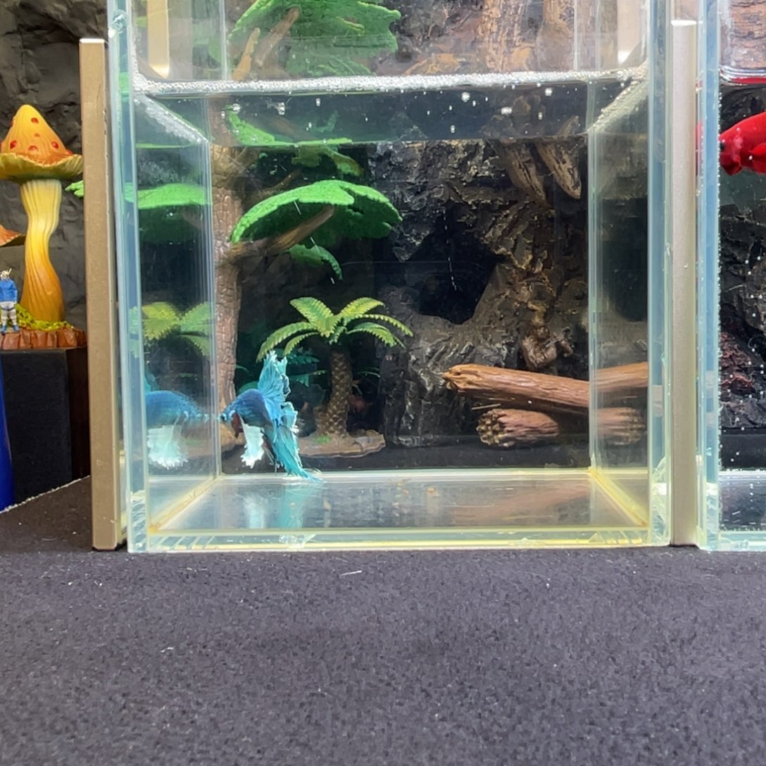 斗鱼十二月三日竞价