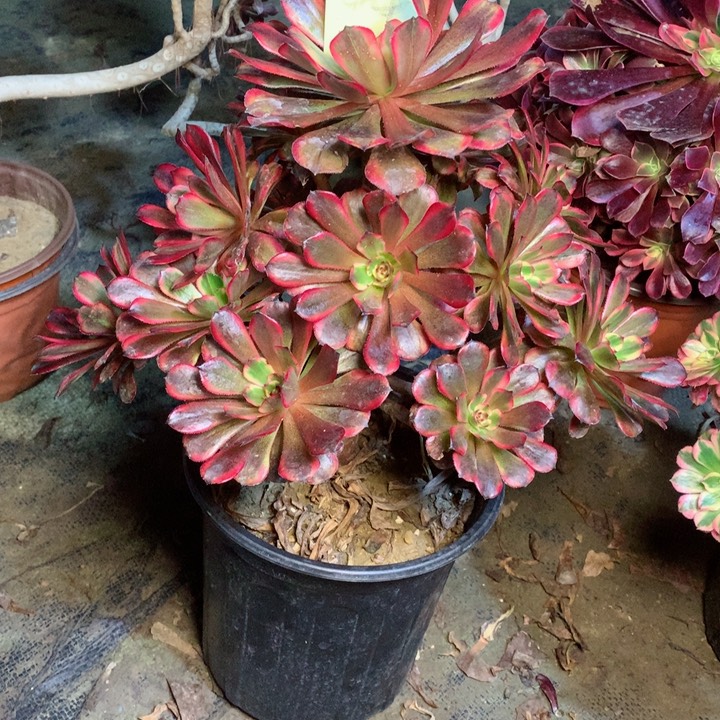 44十里红妆多肉一物一拍