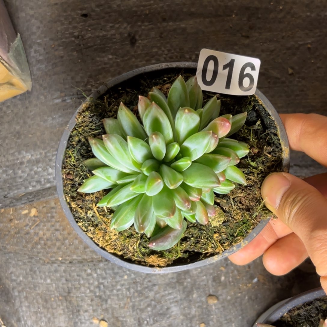 多肉植物美人群016
