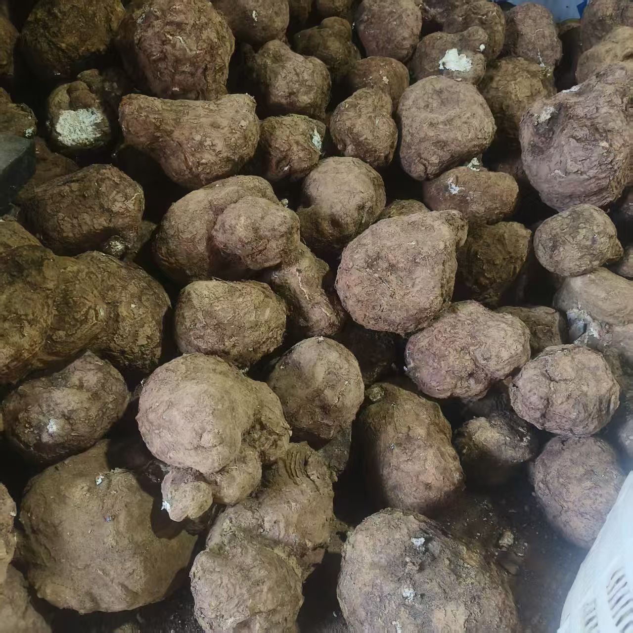 秦岭深山老树新鲜茯苓