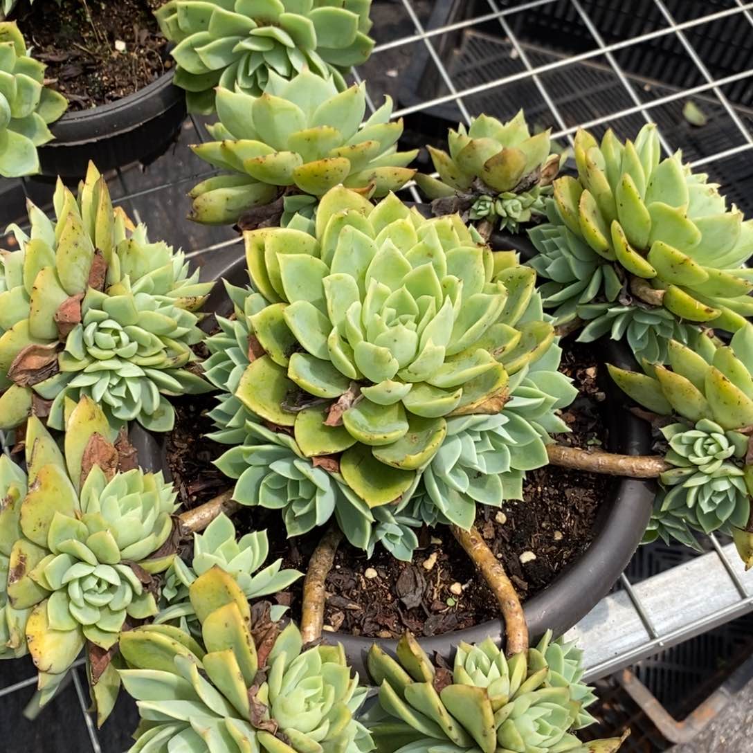 三色堇 手捧捧花 老桩带小崽