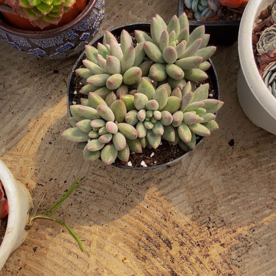 殤*多肉植物一物一拍